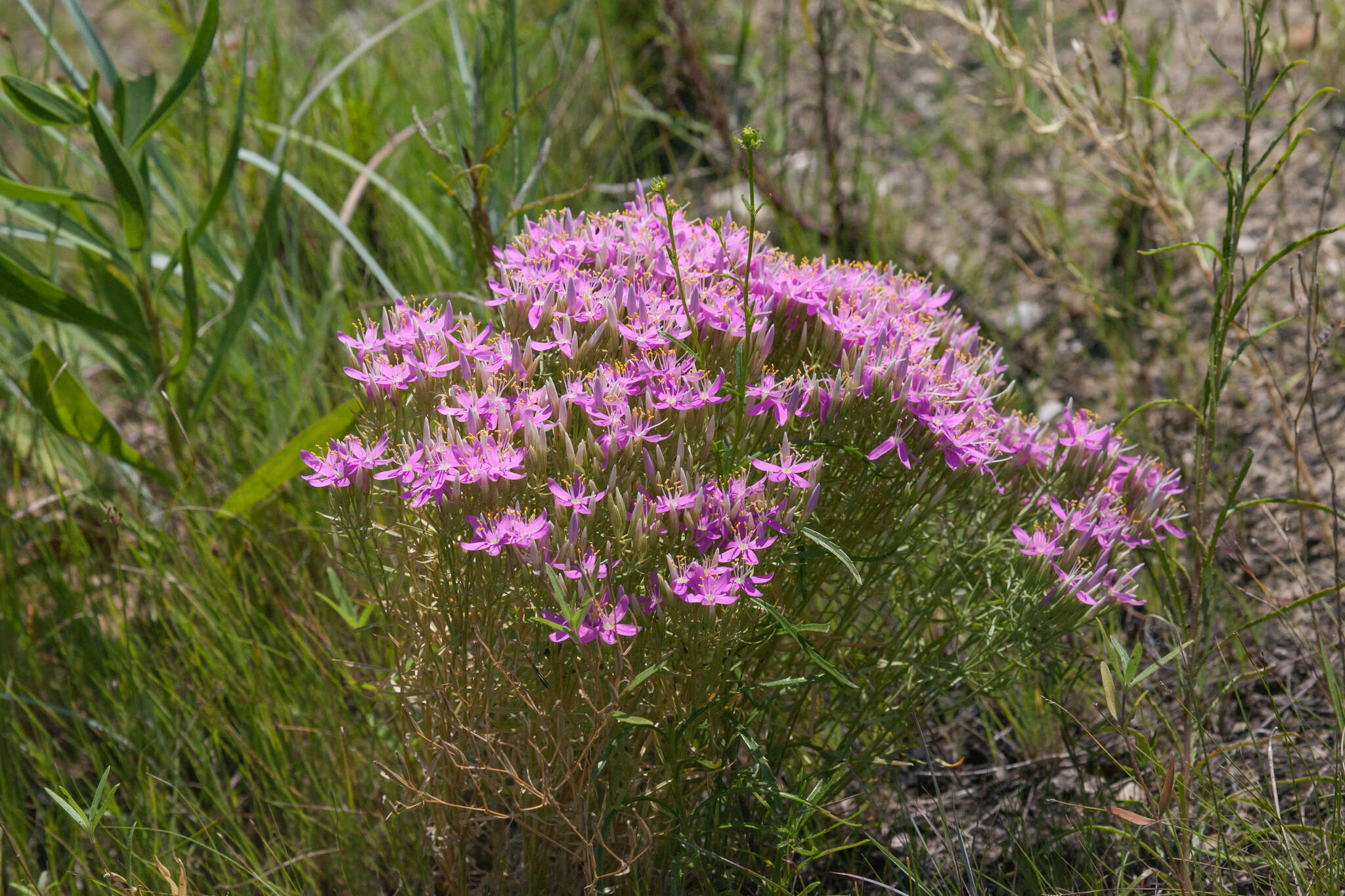 Image of Quinineweed