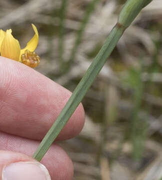 Sisyrinchium elmeri Greene的圖片