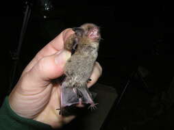 Image of Indiana Bat