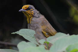 Image of Stripe-throated Bulbul