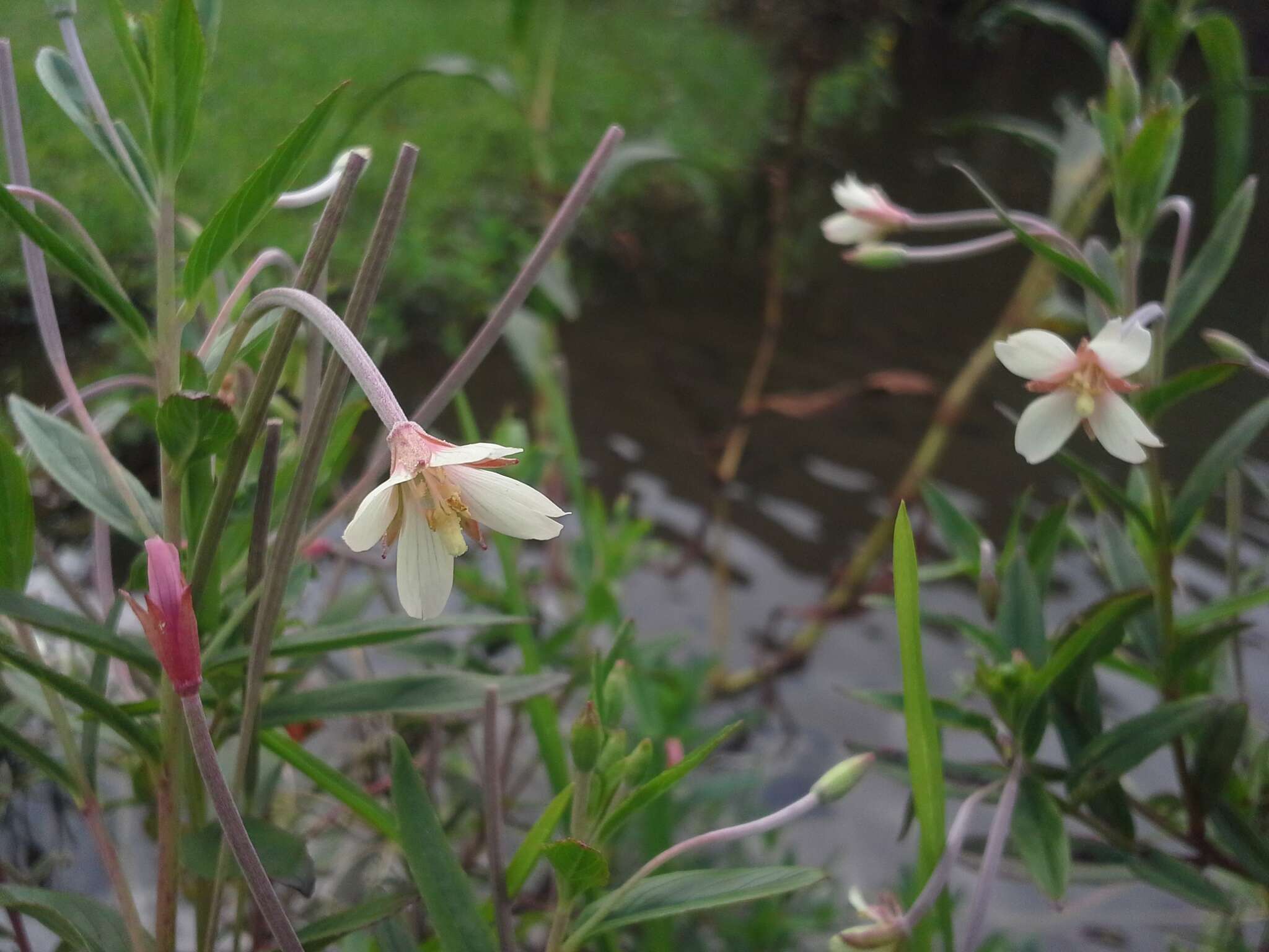 Image of Epilobium salignum Hausskn.