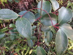 Image of Clematis crassifolia Benth.