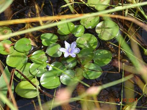 Слика од Eichhornia diversifolia (Vahl) Urb.