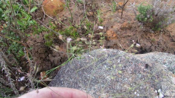 Image de Heliophila patens Oliv.