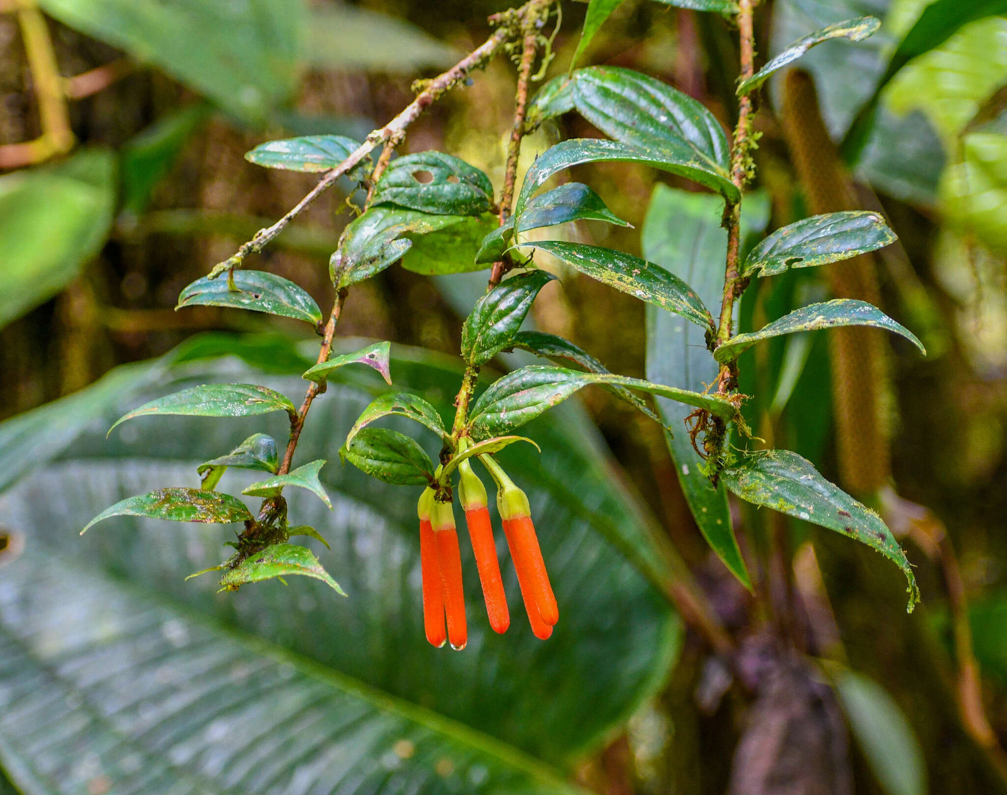 Слика од Macleania bullata Yeo