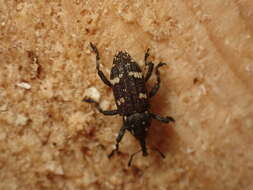 Image of Pissodes weevil