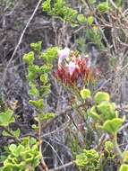 Imagem de Limonium scabrum var. scabrum