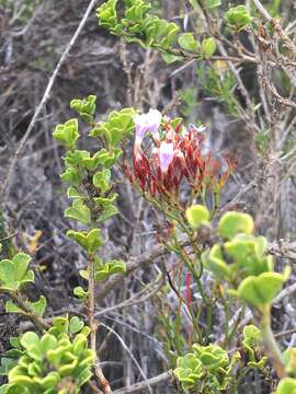 Image of Staticeae