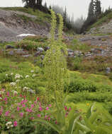 Image of False Hellebore