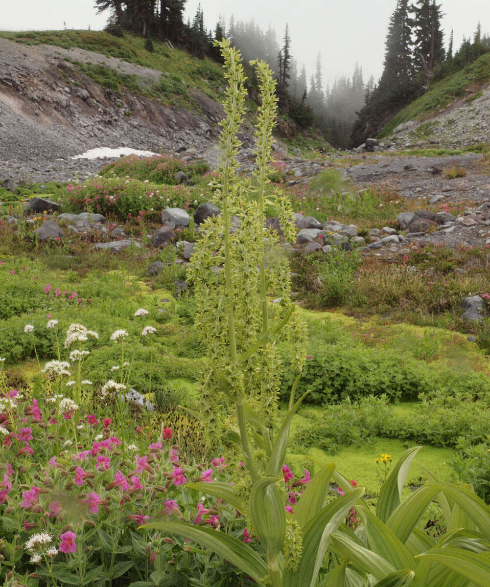 Image of False Hellebore