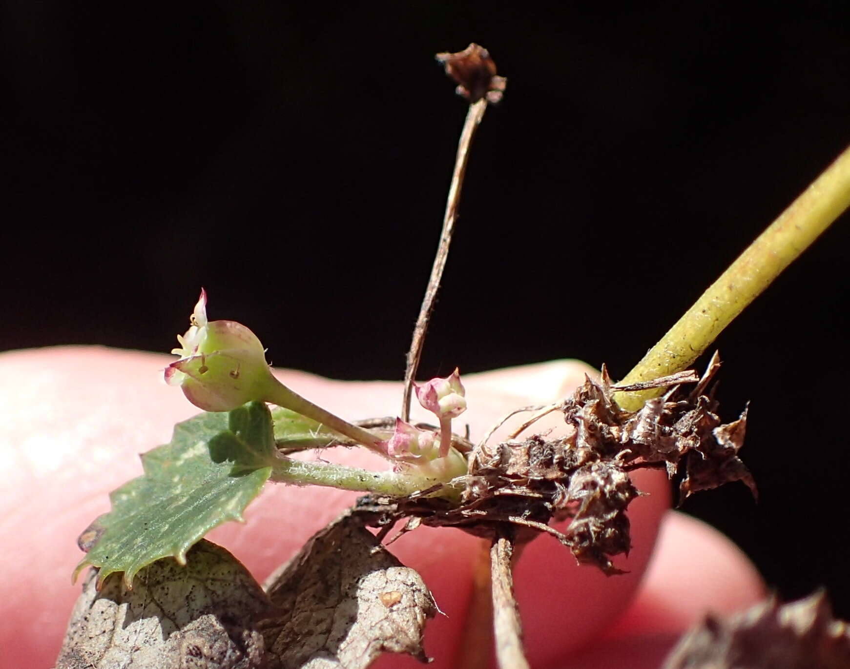 Image of Centella eriantha (Rich.) Drude