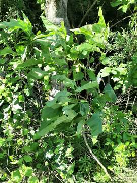 Image of Solanum bonariense L.