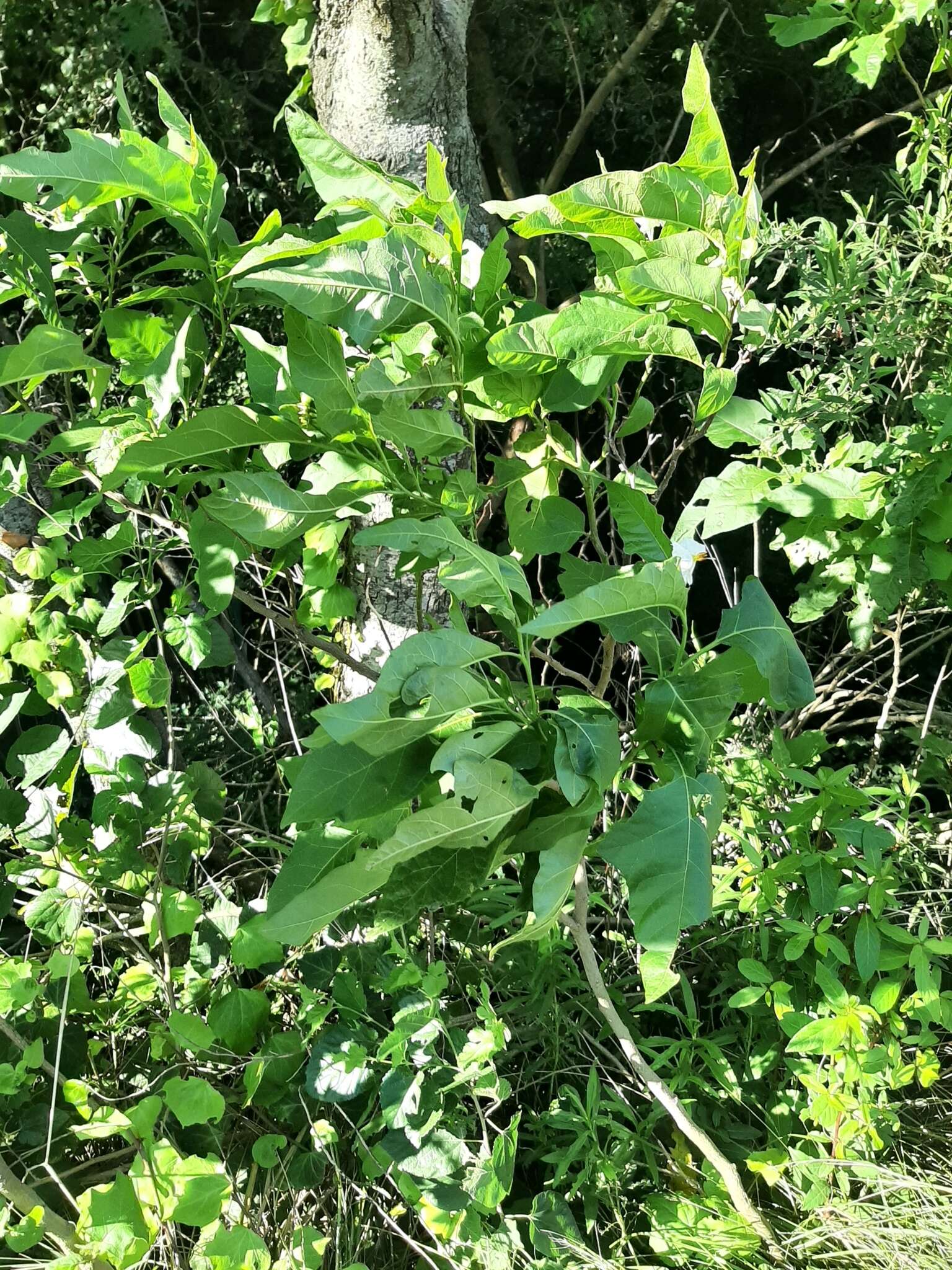 Image of Solanum bonariense L.