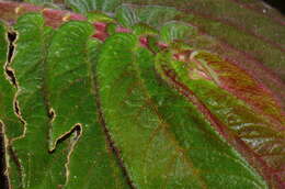 Image of Columnea polyantha (Wiehler) L. E. Skog