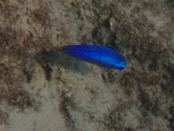 Image of Blue damsel