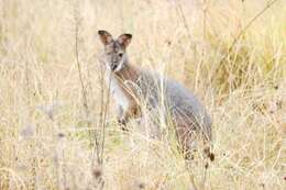 Plancia ëd Macropus subgen. Notamacropus Dawson & Flannery 1985