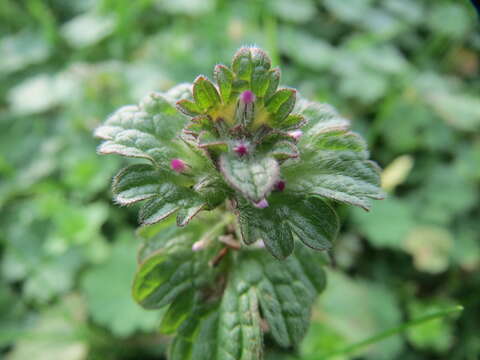 Image of common henbit