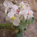 Imagem de Sarcocapnos crassifolia subsp. speciosa (Boiss.) Rouy