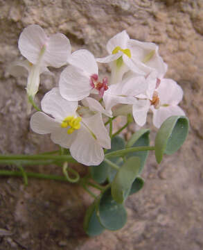 Sarcocapnos crassifolia subsp. speciosa (Boiss.) Rouy resmi