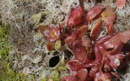 Image of California Waterwort