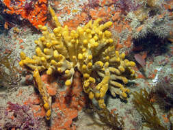 Image of branching sponge