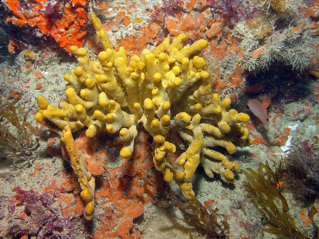 Image de Axinella dissimilis (Bowerbank 1866)