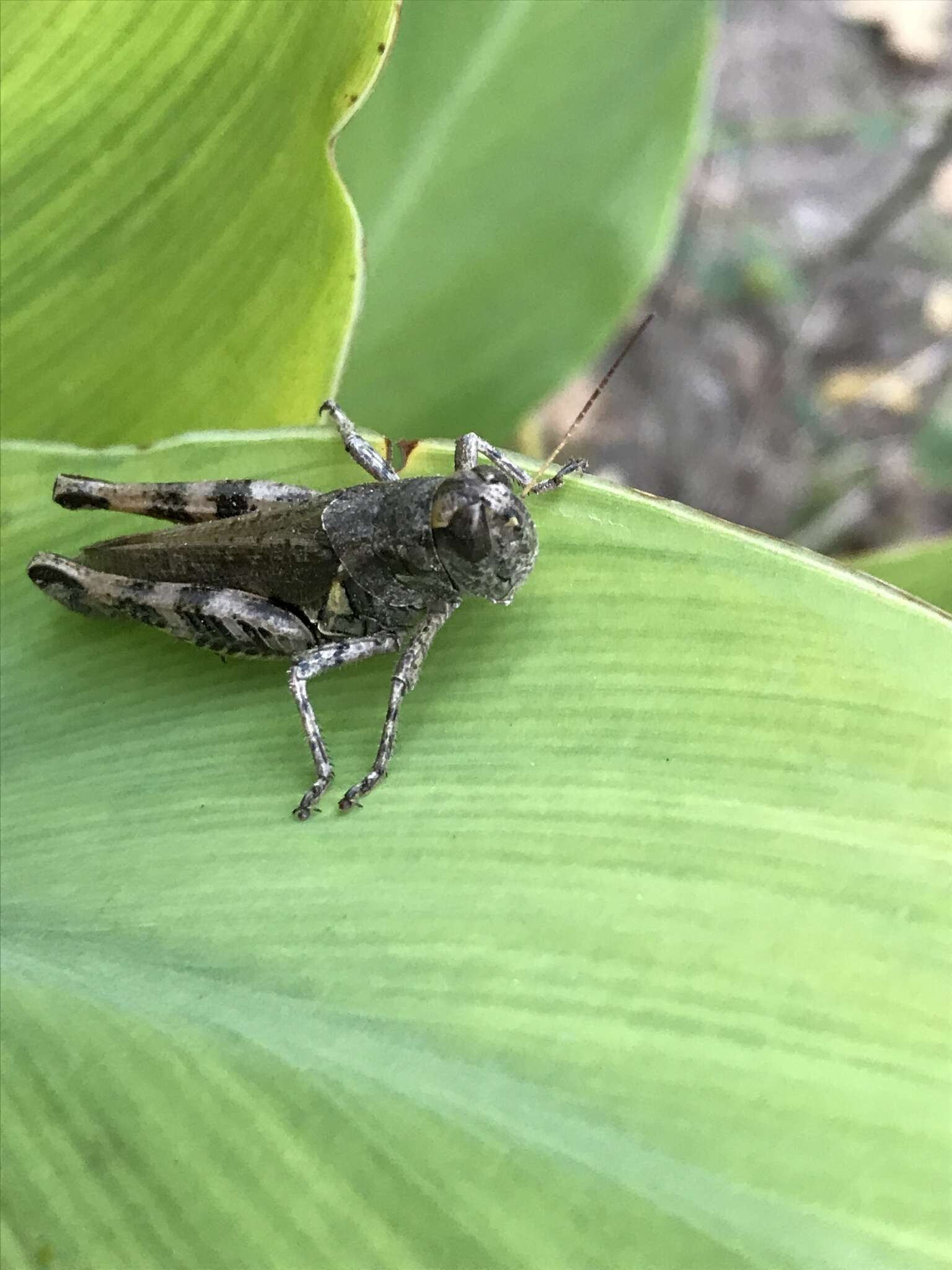 Melanoplus ponderosus (Scudder & S. H. 1875)的圖片