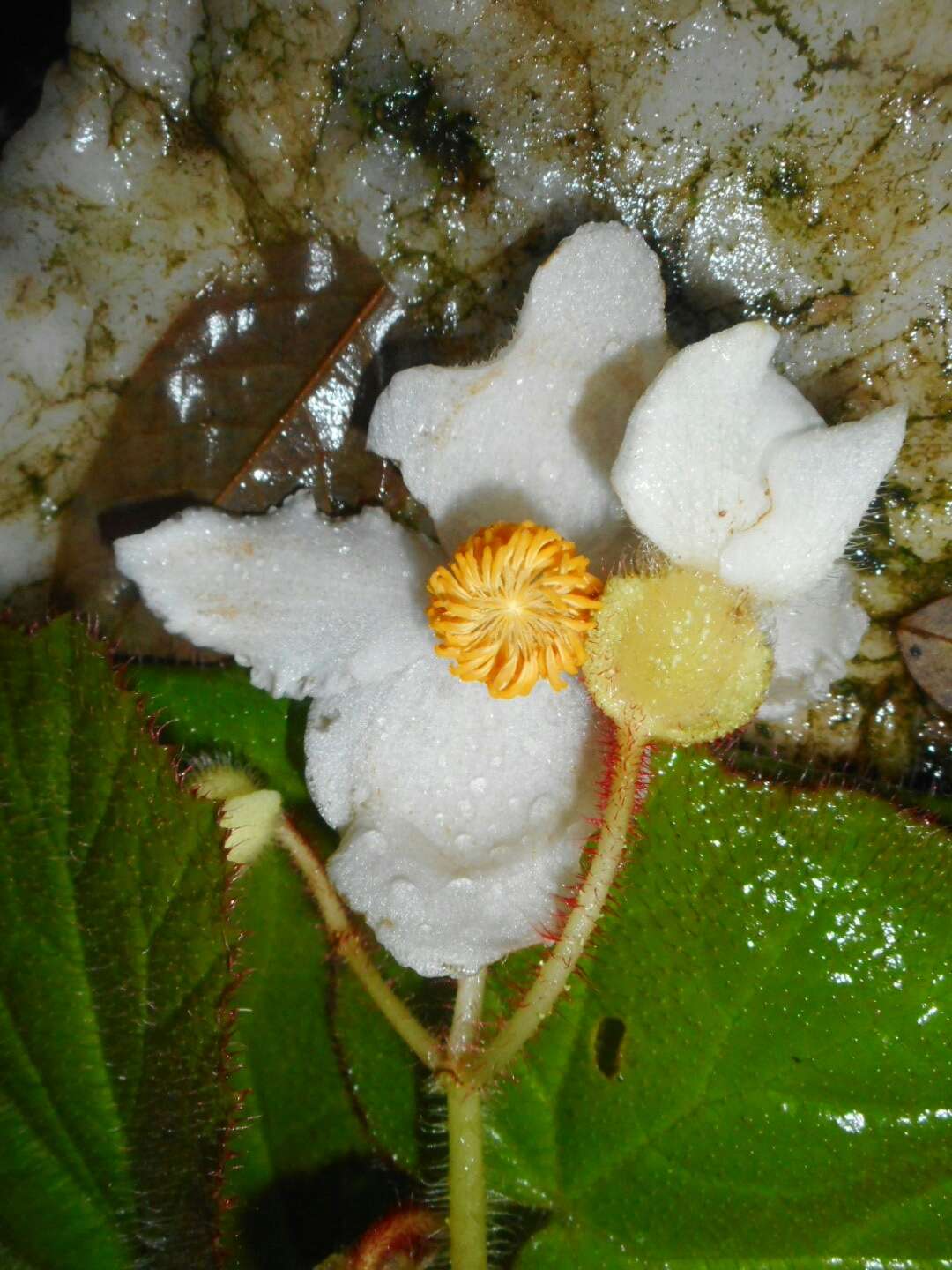 Слика од Begonia villifolia Irmsch.