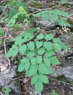 Image of American spikenard