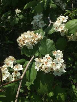 Crataegus coccinioides Ashe resmi