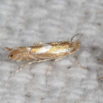 Sivun Phyllonorycter rileyella (Chambers 1875) kuva