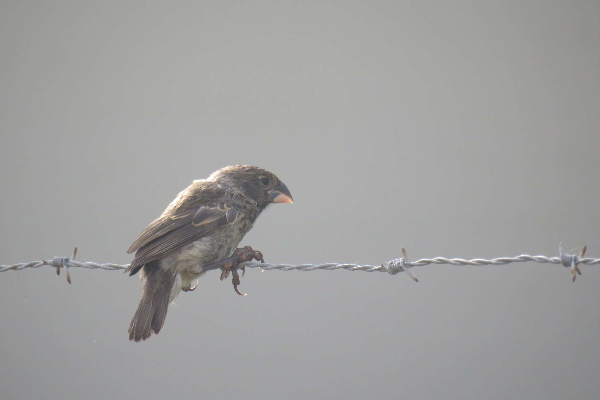 Image of Large Ground Finch