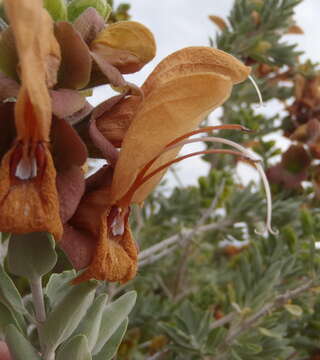 Salvia aurea L. resmi