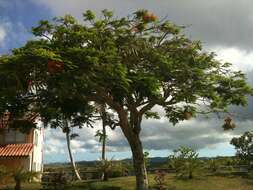 Image of Delonix regia (Bojer ex Hook.) Raf.