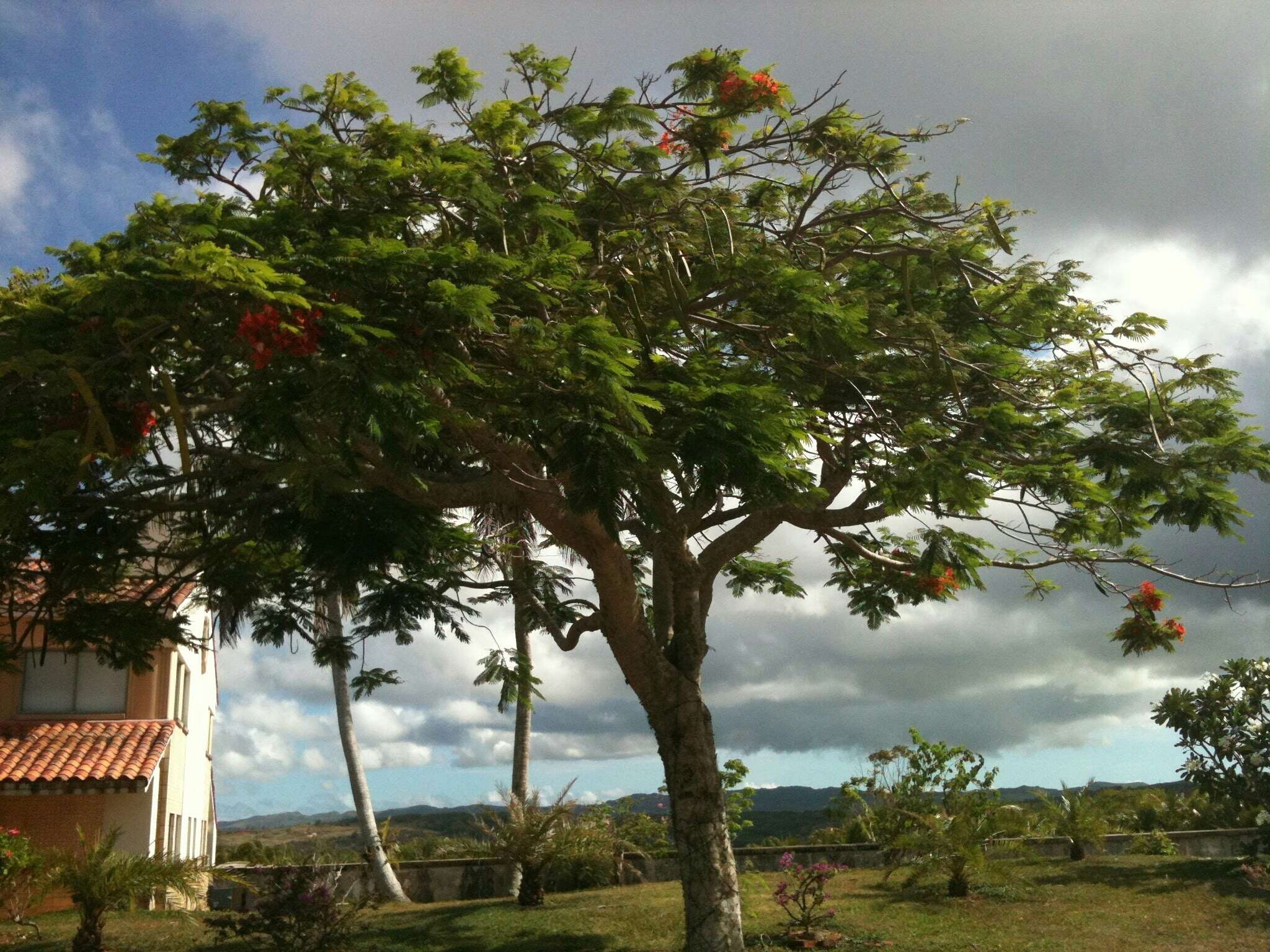 Image of Delonix regia (Bojer ex Hook.) Raf.