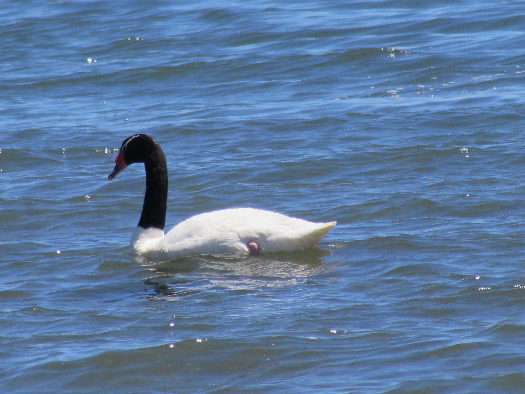 Imagem de Cisne-de-pescoço-preto