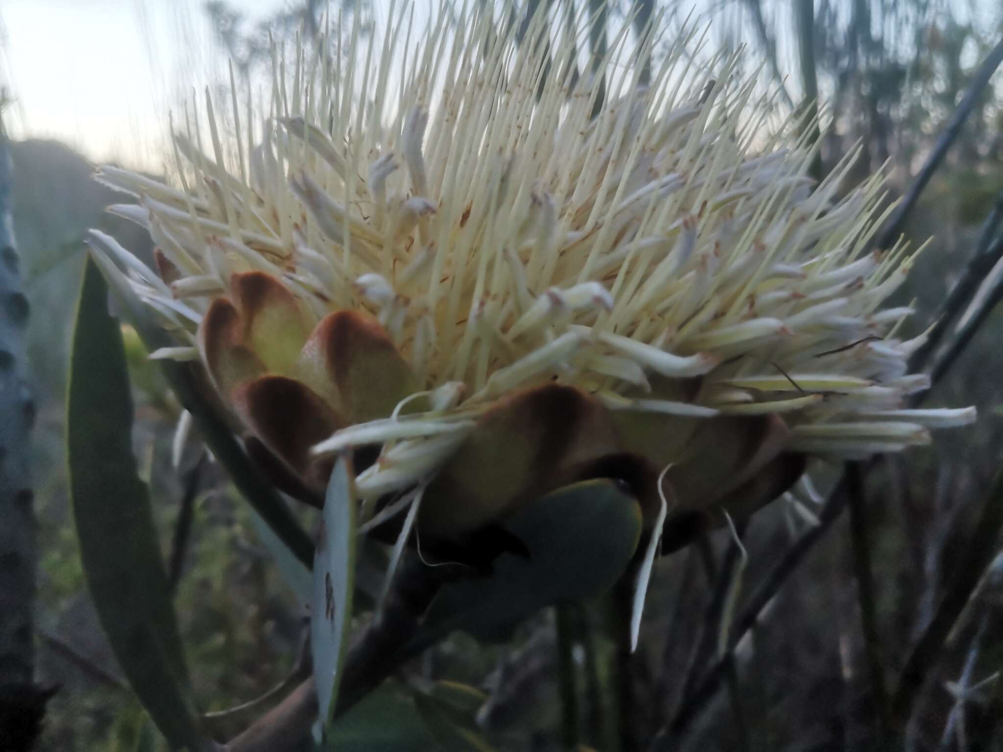 Image of Protea inopina J. P. Rourke