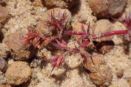 Image of knotweed spineflower