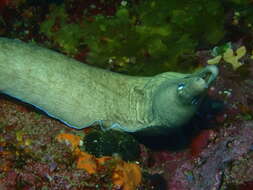 Image of Grey moray