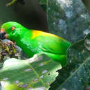 Image of Sula Hanging Parrot