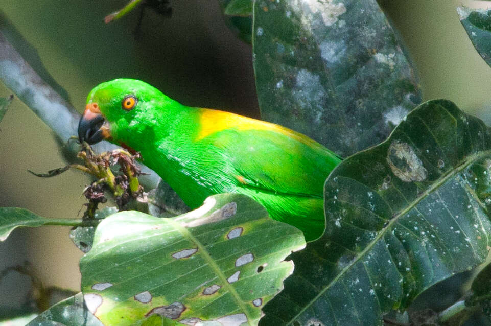 Image of Sula Hanging Parrot