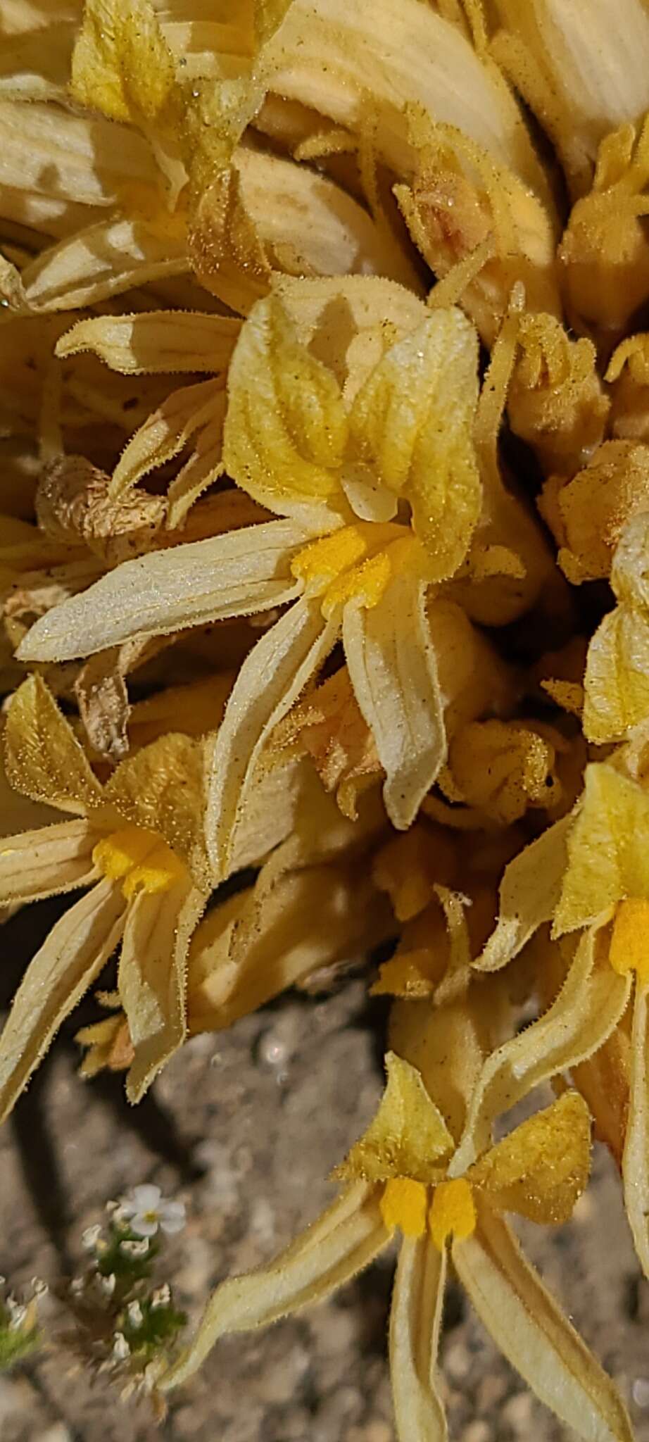 Image of California broomrape