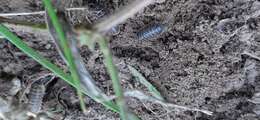 Armadillidium versicolor Stein 1859 resmi