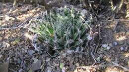 Image of Haworthia arachnoidea var. namaquensis M. B. Bayer