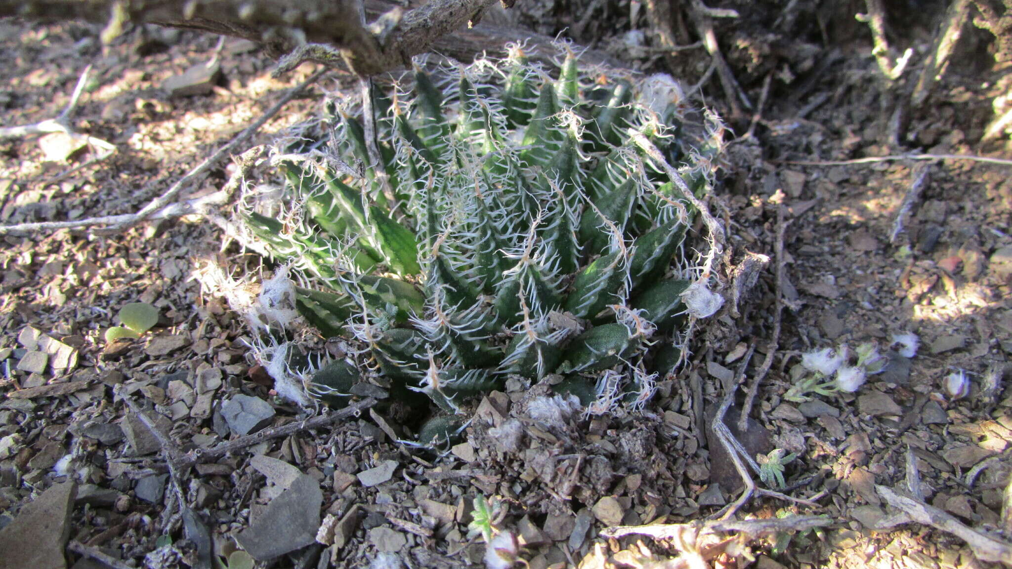 Image of Haworthia arachnoidea var. namaquensis M. B. Bayer