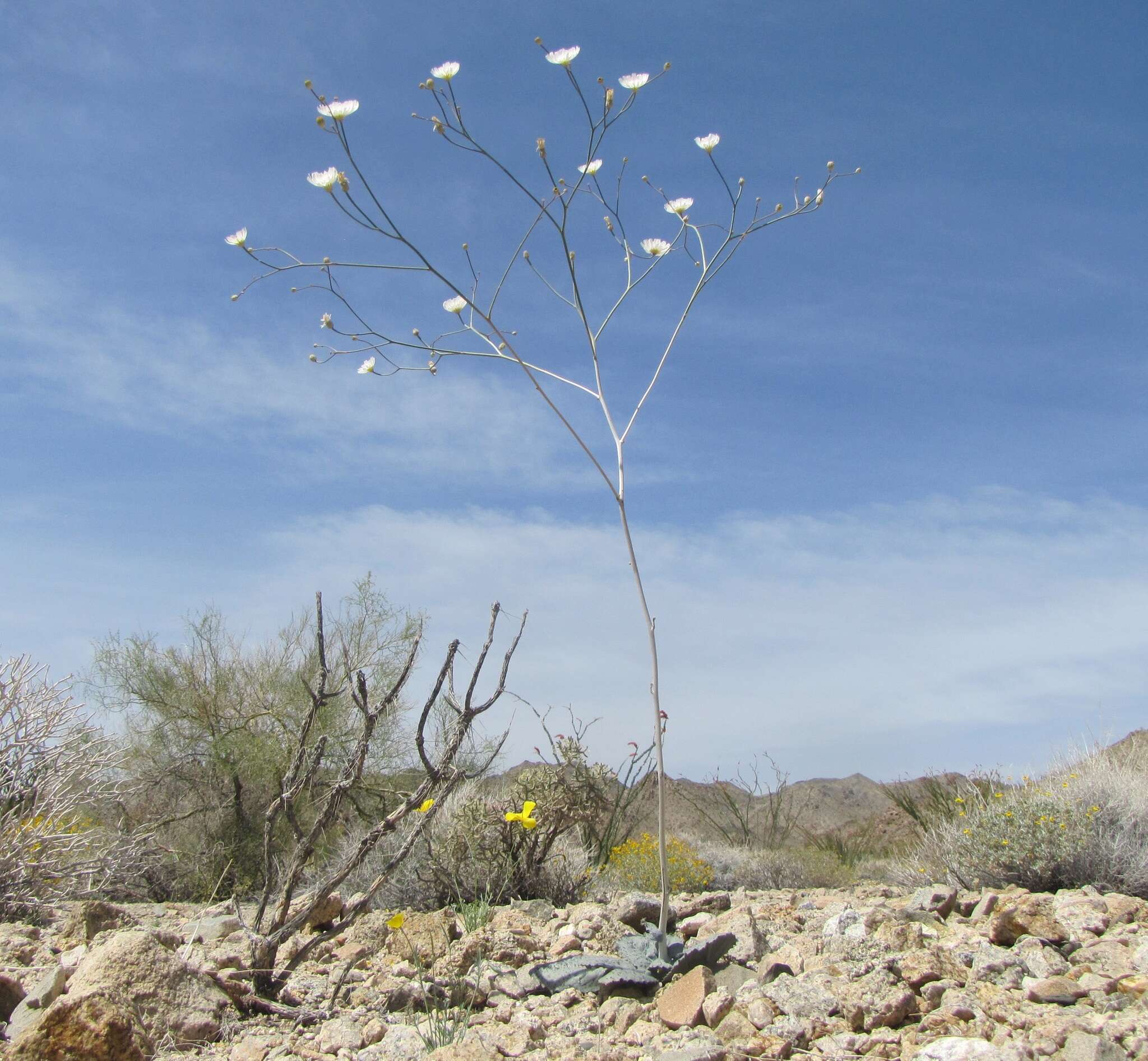 Image de Atrichoseris