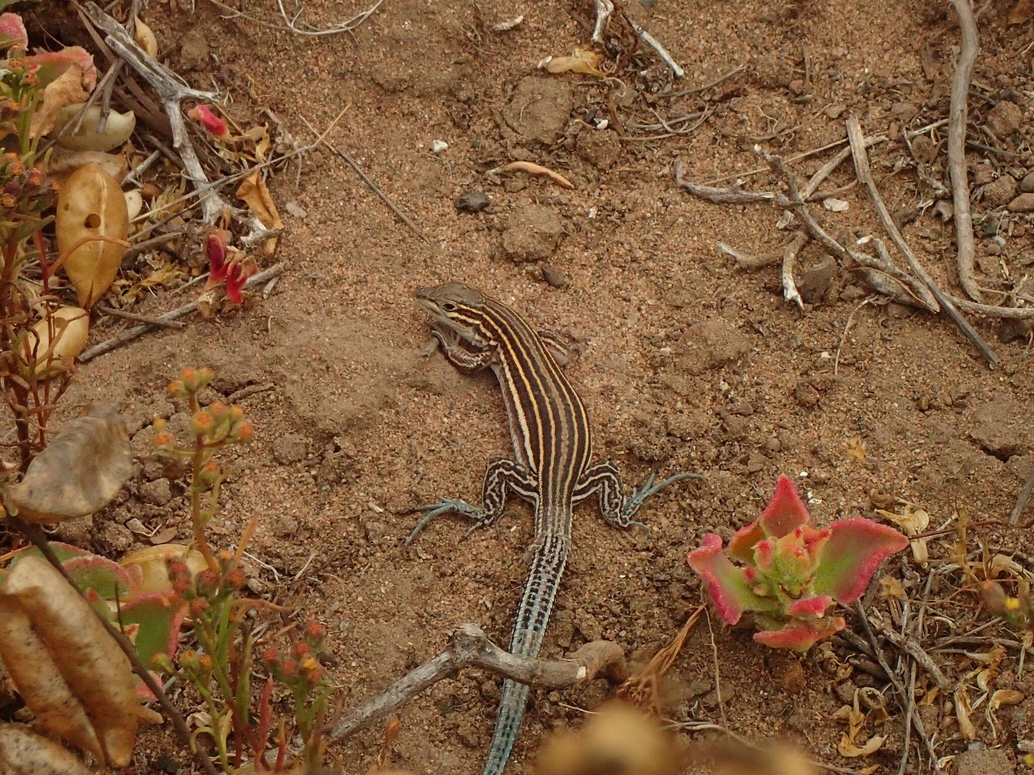 Image of Baja California Whiptail