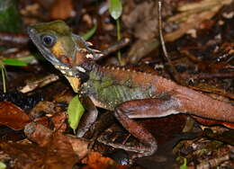 Image of Lophosaurus boydii (Macleay 1884)