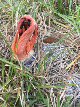 Image of Clathrus columnatus Bosc 1811