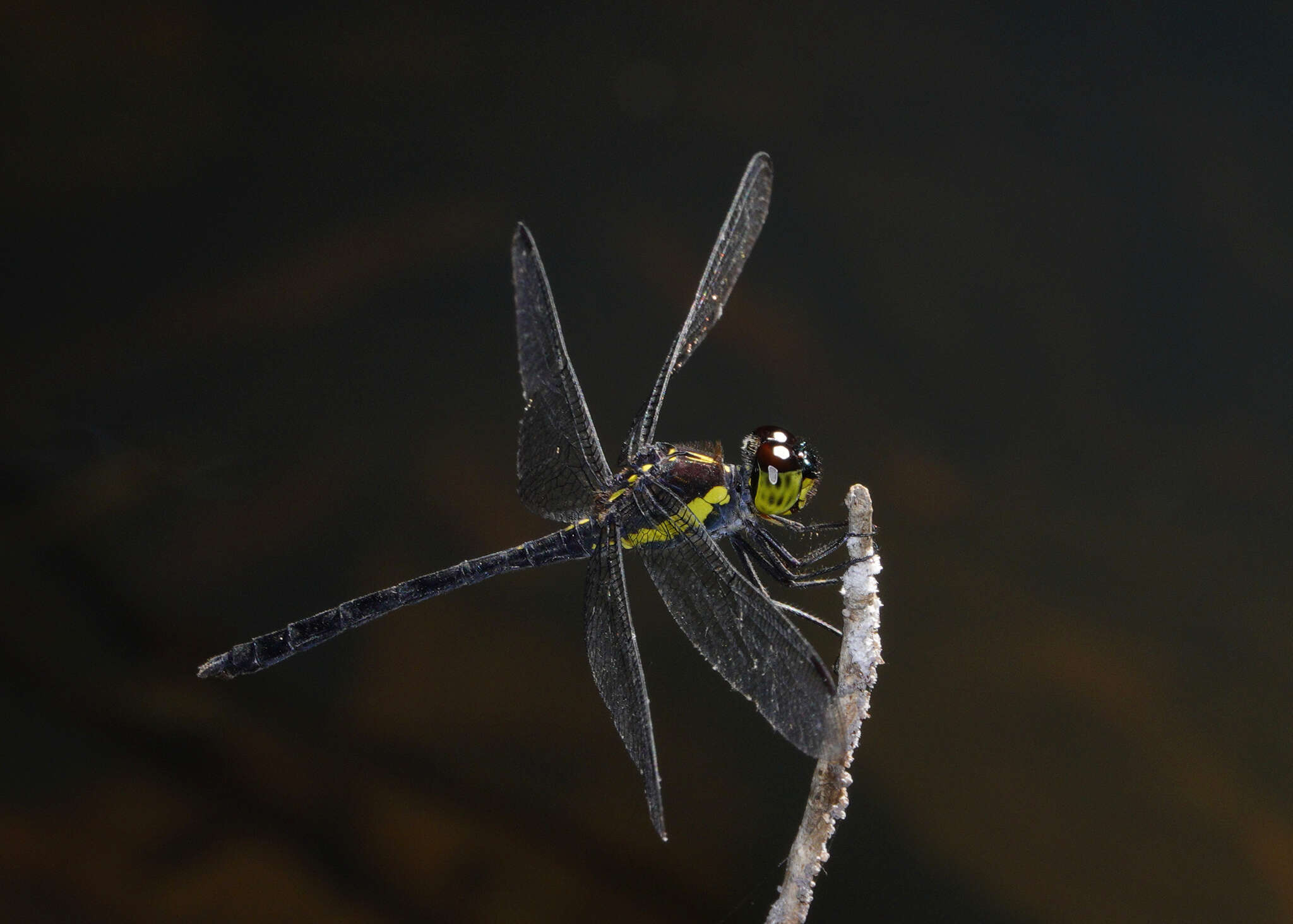 Image of <i>Agrionoptera longitudinalis biserialis</i> Selys 1879